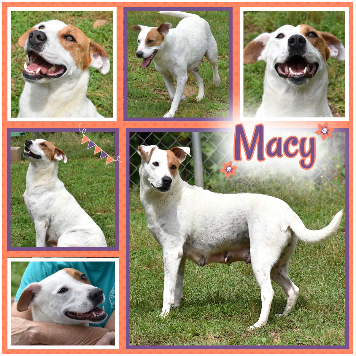 Macy, a Adoptable mixed breed in Wedowee, AL image 1/6