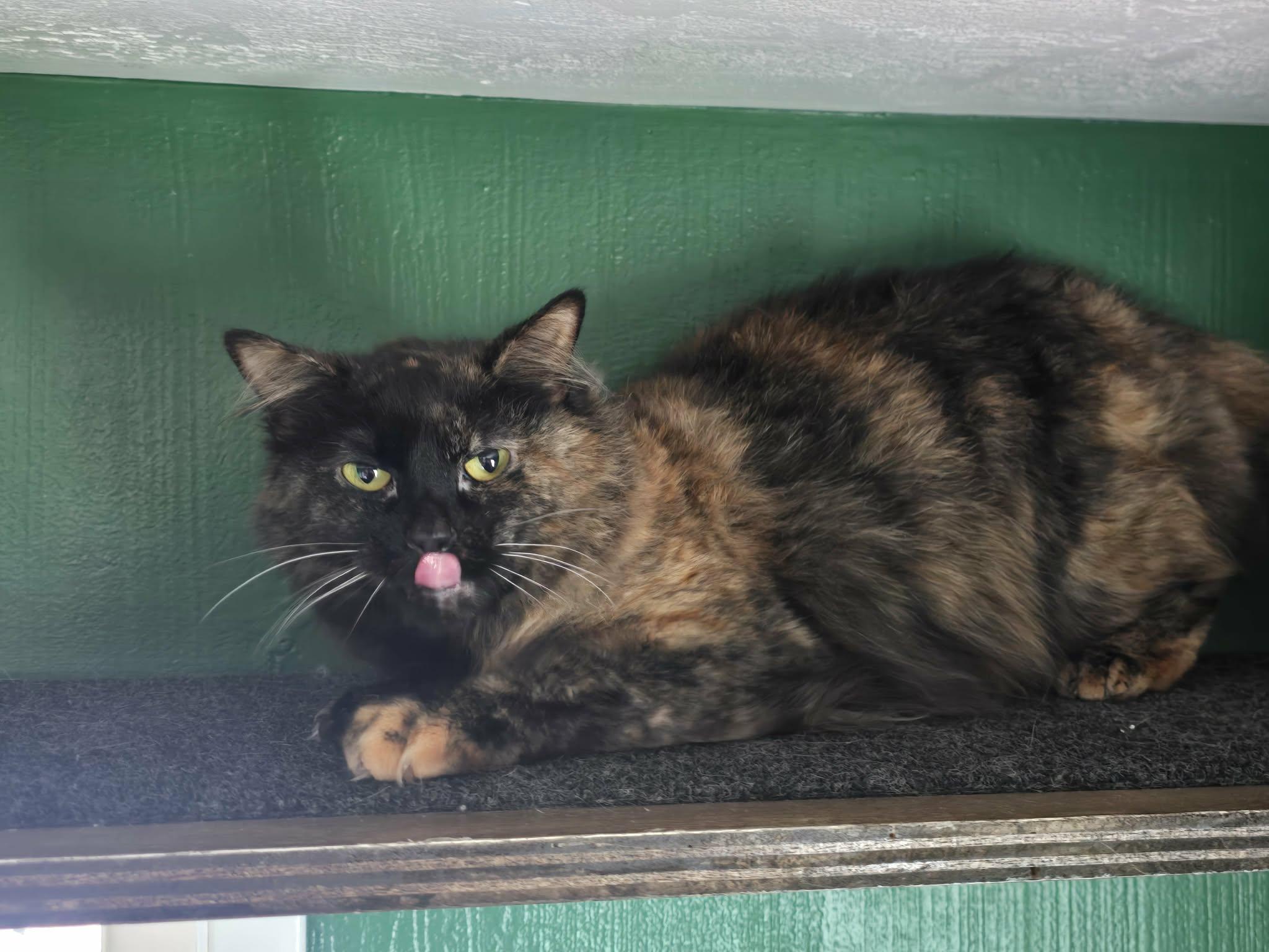 Poppy, a ADOPTABLE Domestic Long Hair in West Richland, WA image 2/6