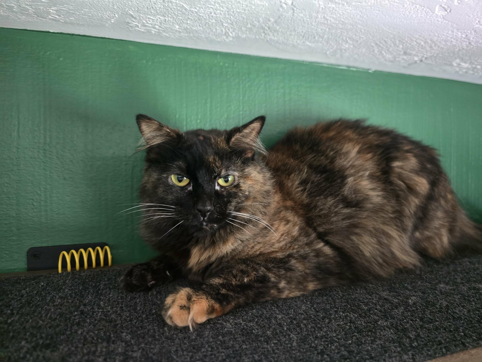 Poppy, a ADOPTABLE Domestic Long Hair in West Richland, WA image 3/6