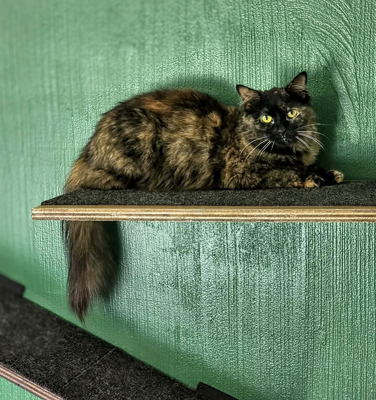Poppy, a ADOPTABLE Domestic Long Hair in West Richland, WA image 5/6