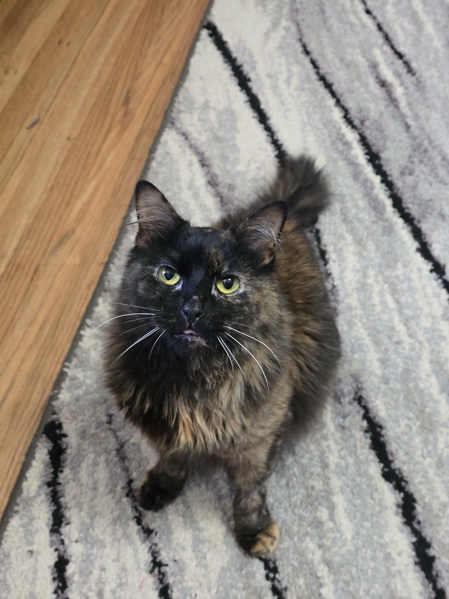 Poppy, a ADOPTABLE Domestic Long Hair in West Richland, WA image 1/6