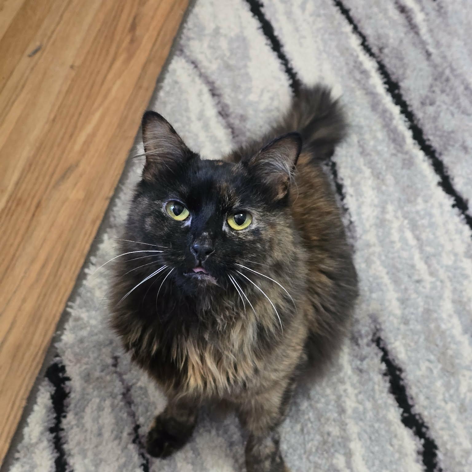 Enlarge Poppy, an adopted mixed breed in West Richland, WA image 1/6