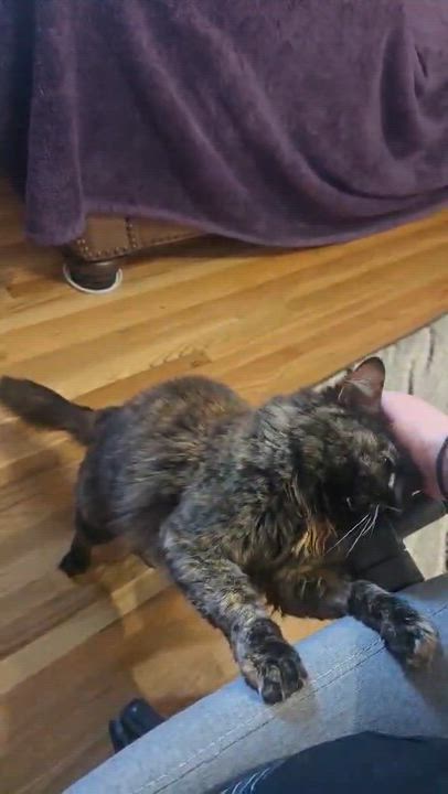 Enlarge Poppy, a ADOPTABLE Domestic Long Hair in West Richland, WA video 6/6