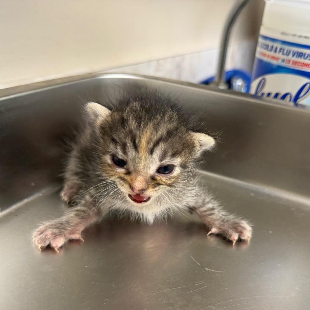 TUSC-Stray-83596_2_3_4 — thumbnail 2