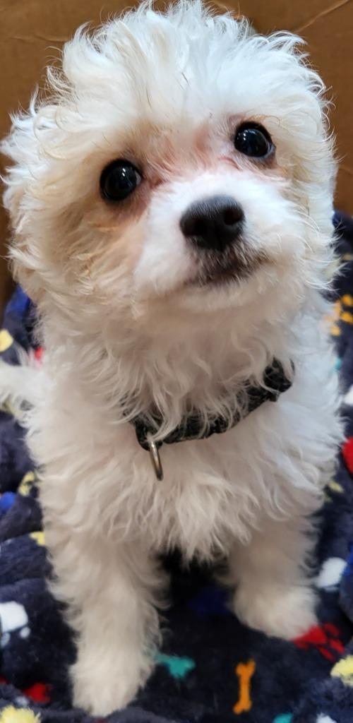 Enlarge Theo, a Adoptable mixed breed in Medford, WI image 1/1