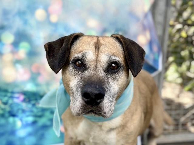 HUGO, Adoptable, Senior Male Beagle & Mixed Breed.