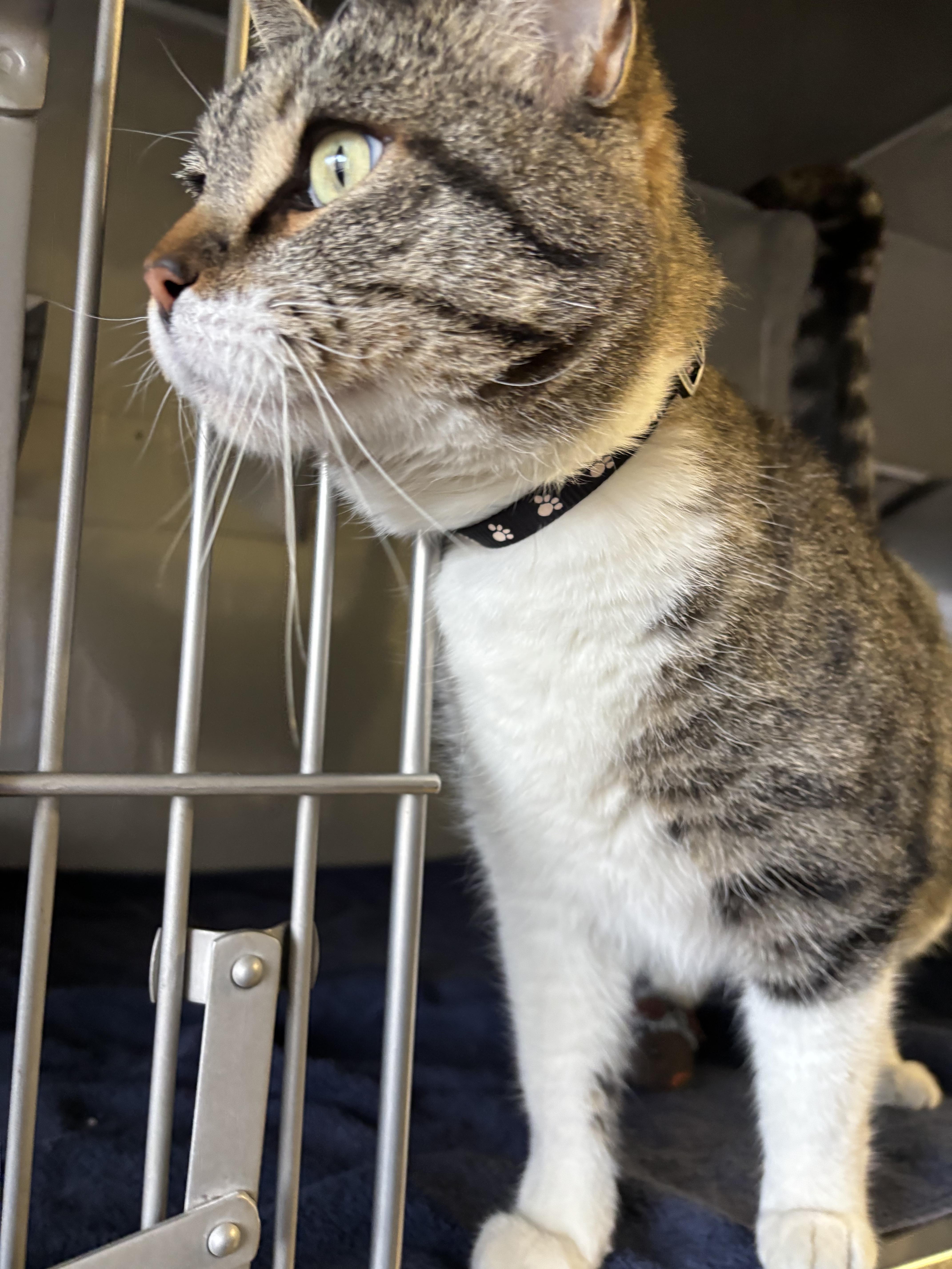 Momo , a ADOPTABLE Domestic Short Hair in Montrose, CO image 2/5