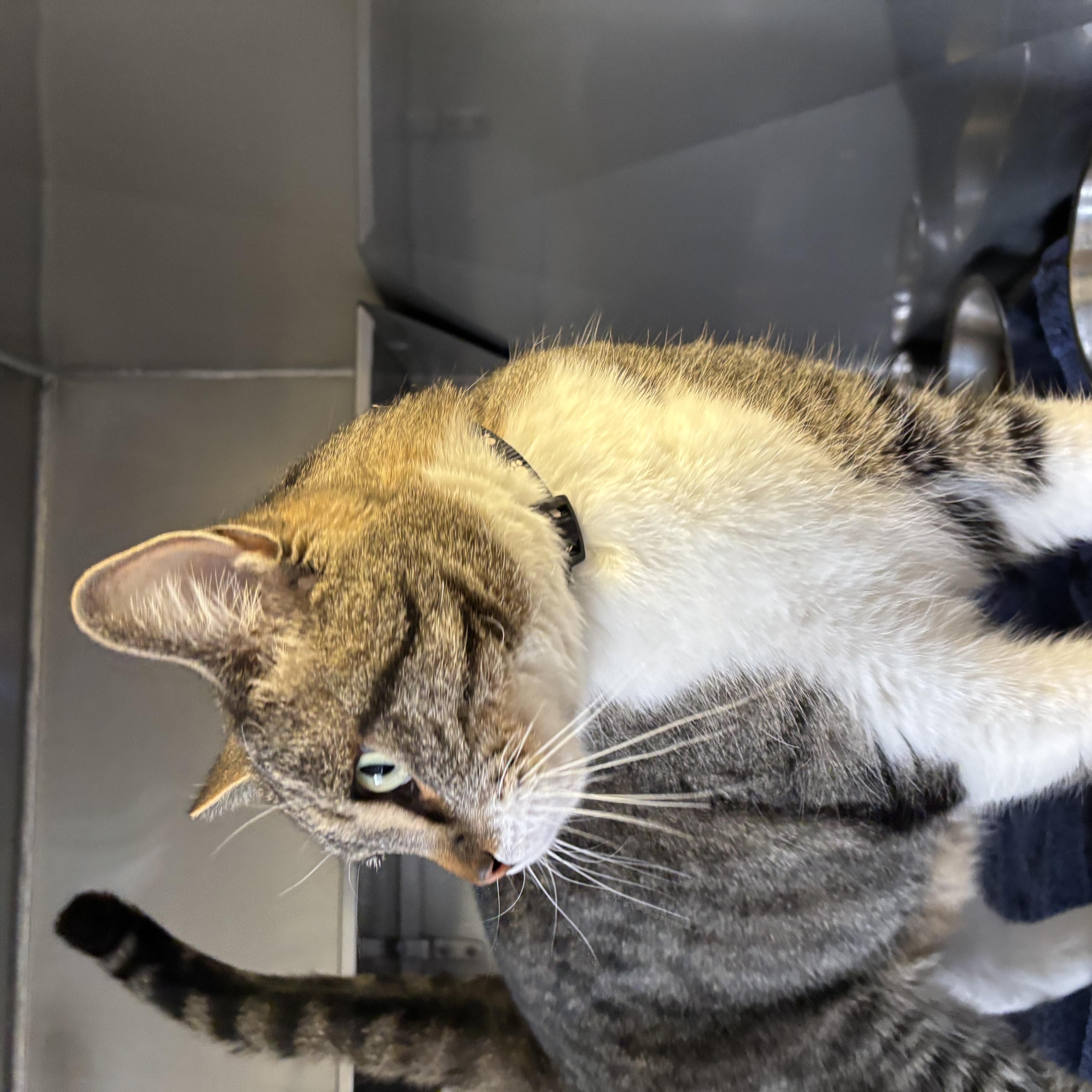 Momo , a ADOPTABLE Domestic Short Hair in Montrose, CO image 1/5