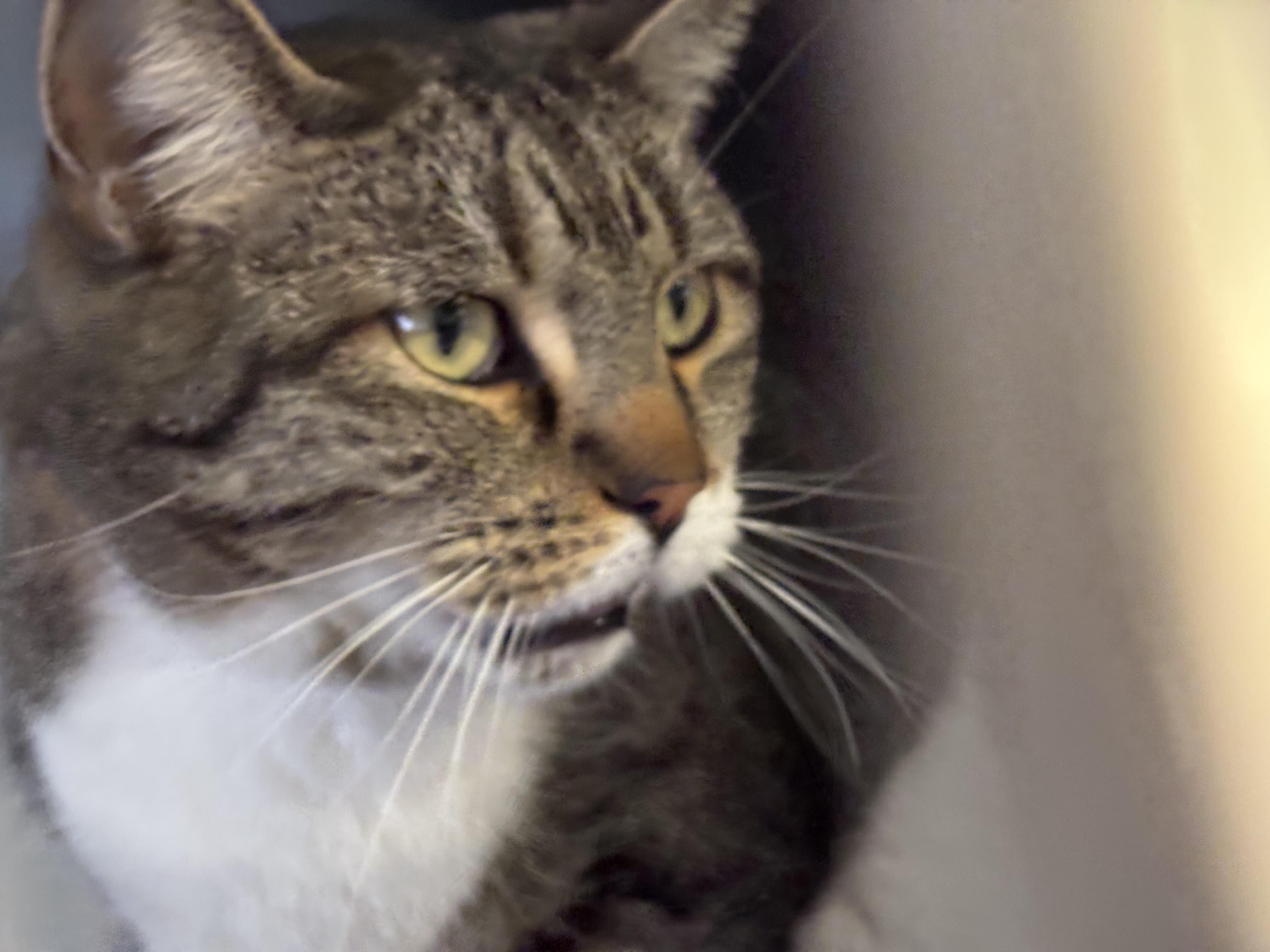 Momo , a ADOPTABLE Domestic Short Hair in Montrose, CO image 5/5