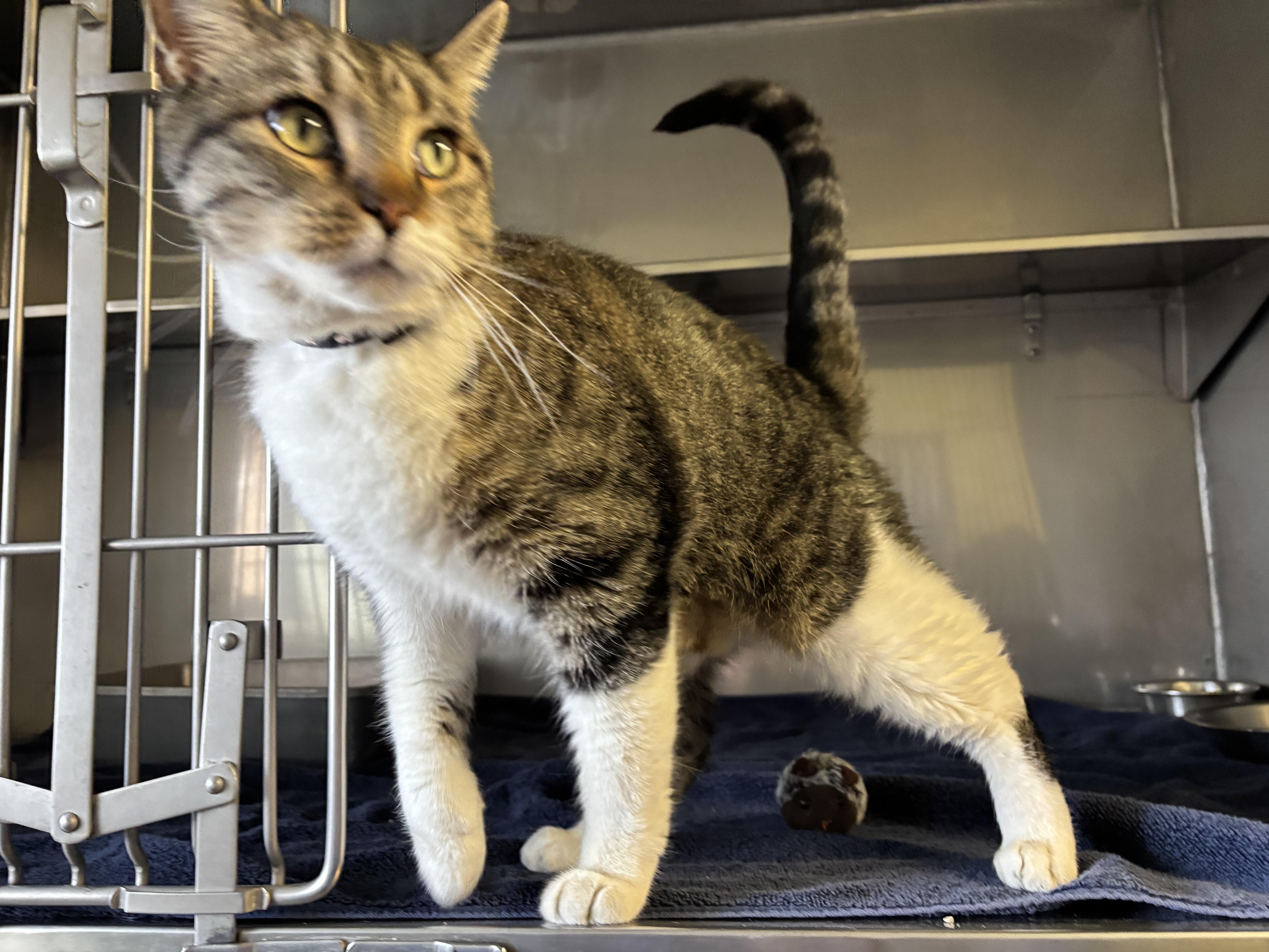 Momo , ADOPTABLE, Adult Male Domestic Short Hair.