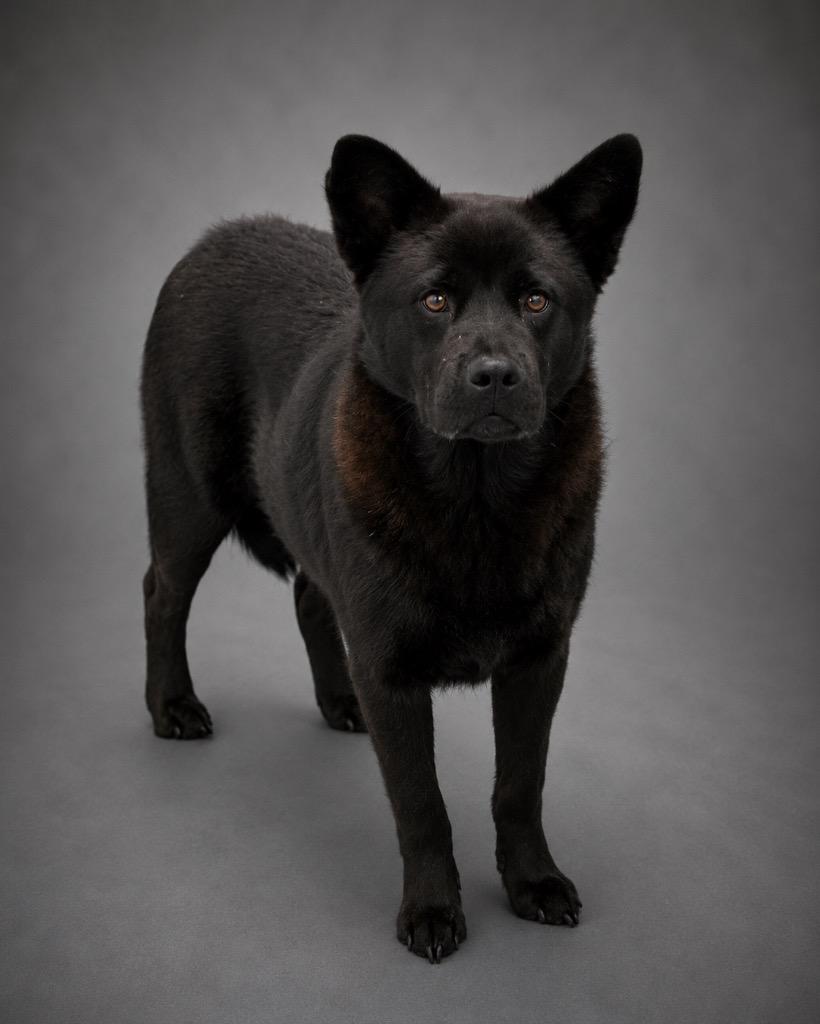 Toothless, Adoptable, Young Male Chow Chow & Mixed Breed.