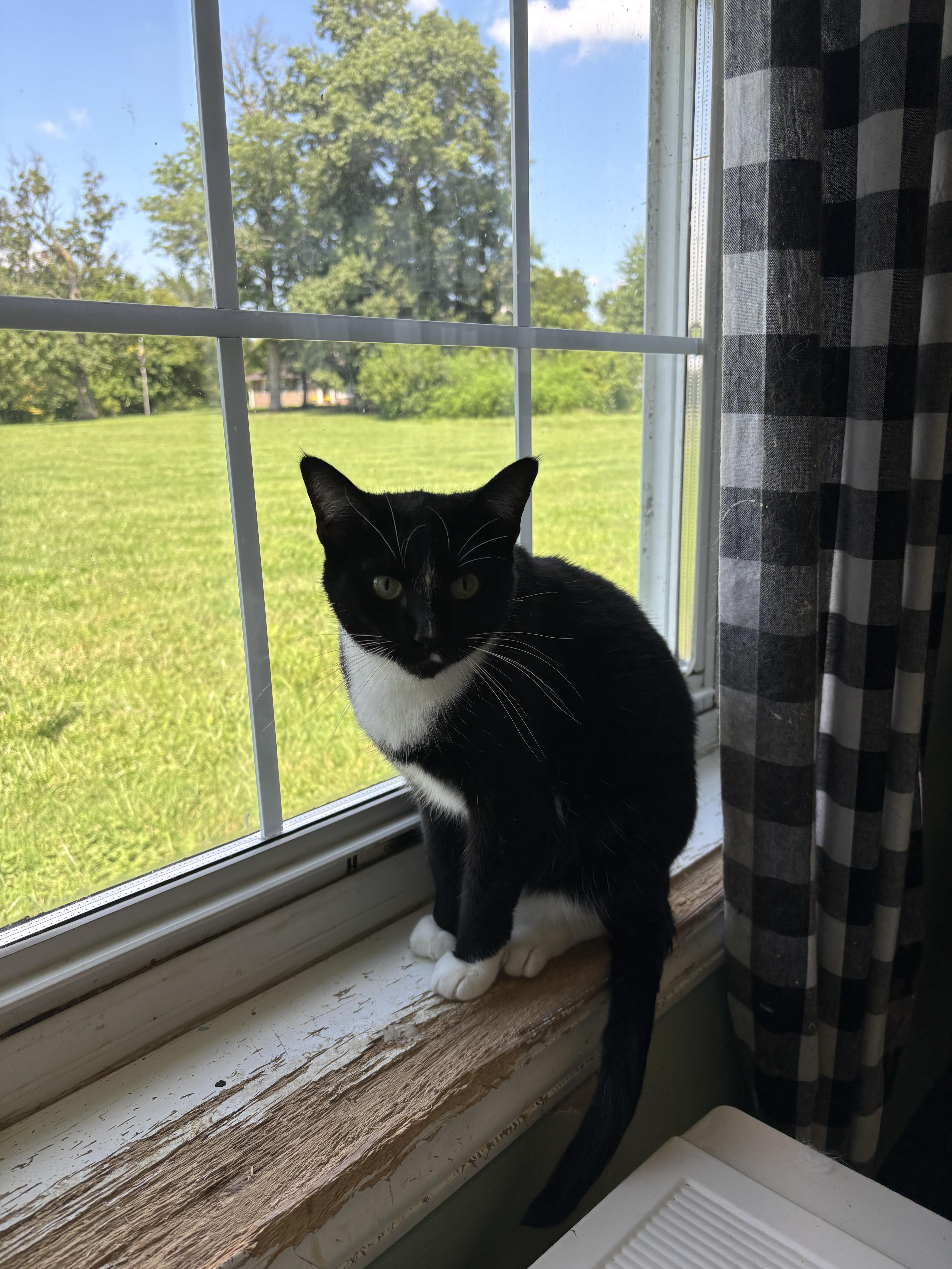 Enlarge Winnie, a Adoptable Domestic Short Hair in Franklin, IN image 1/1