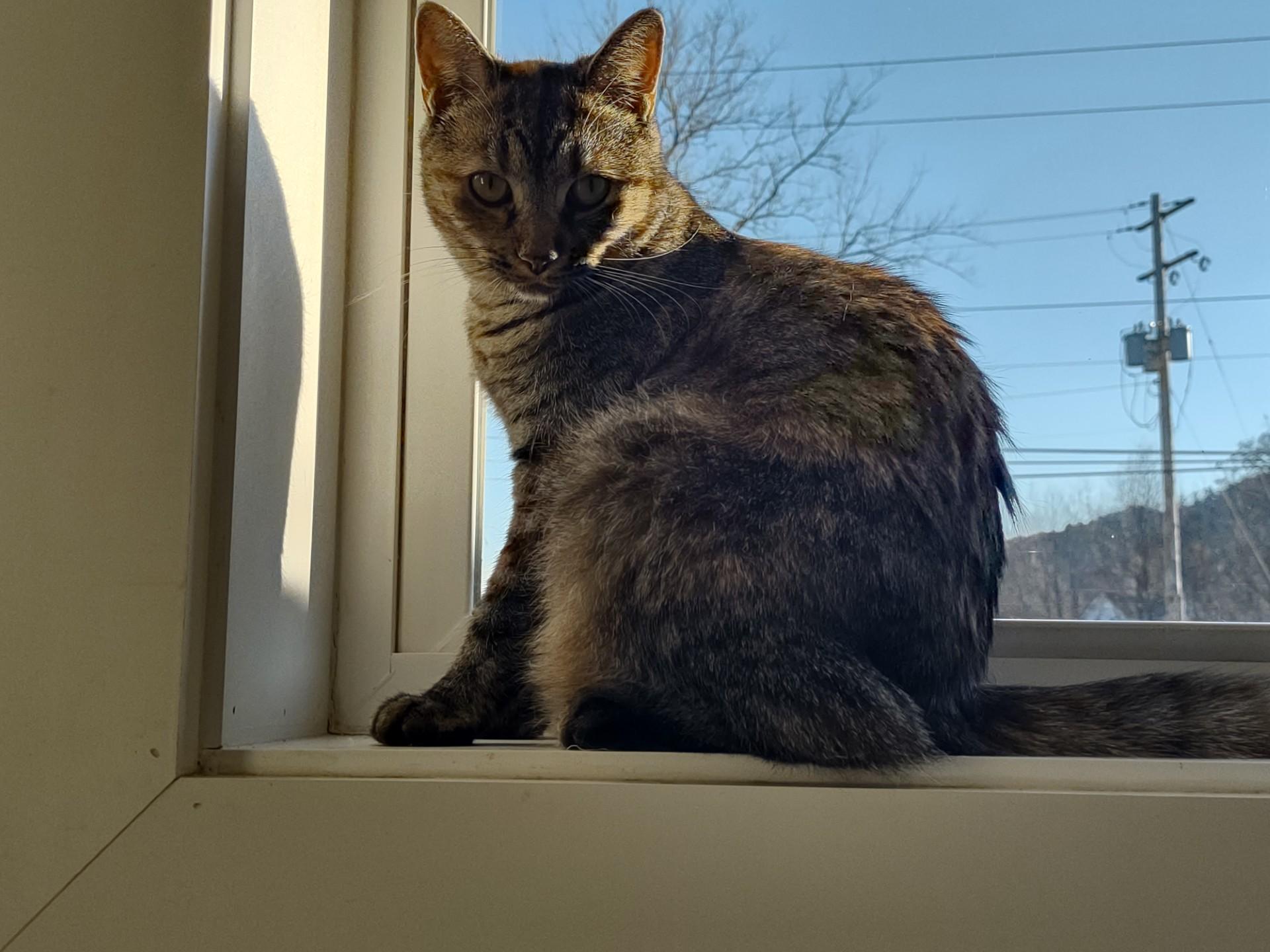 Braveera, a Adoptable mixed breed in Montour Falls, NY image 2/3