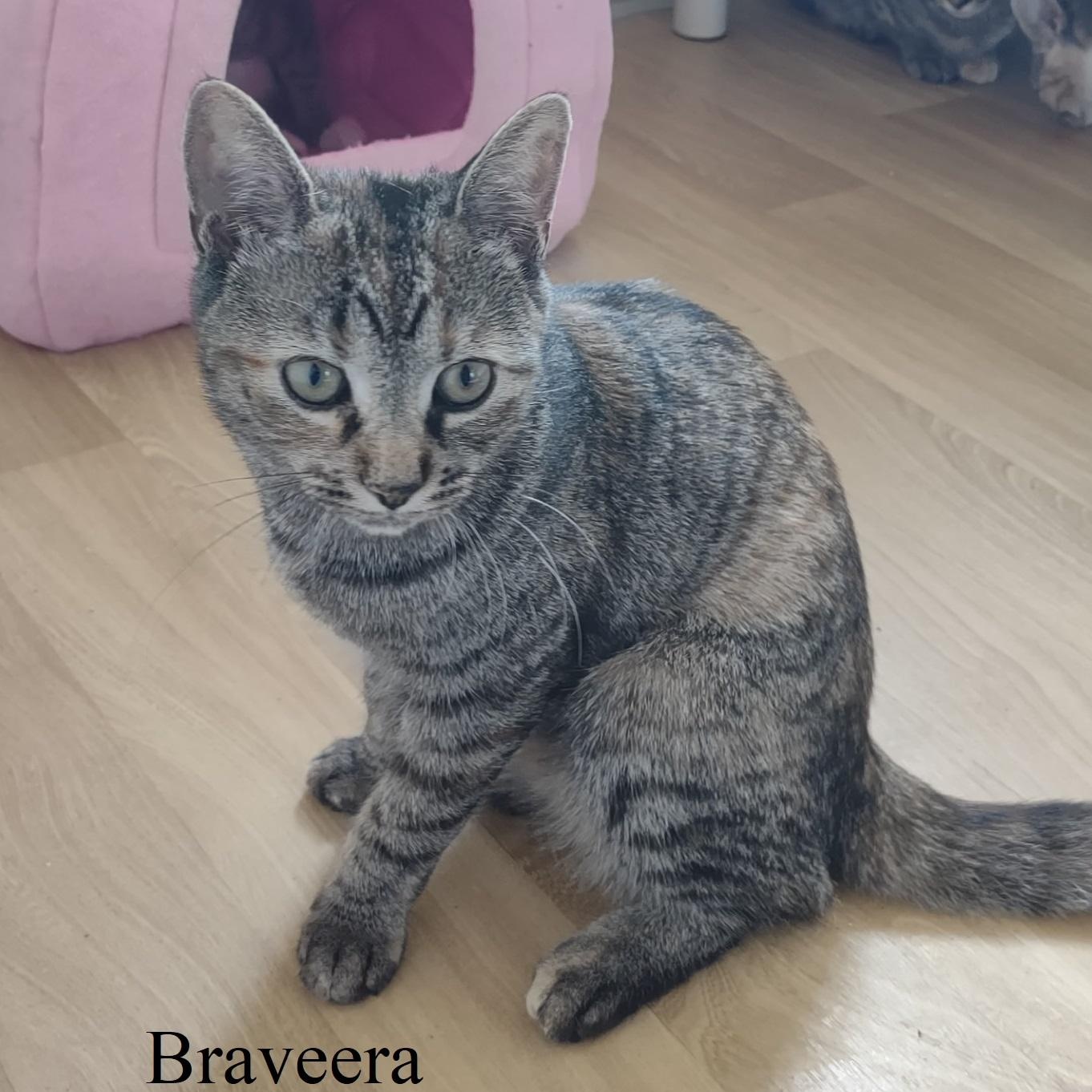 Braveera thumbnail 3