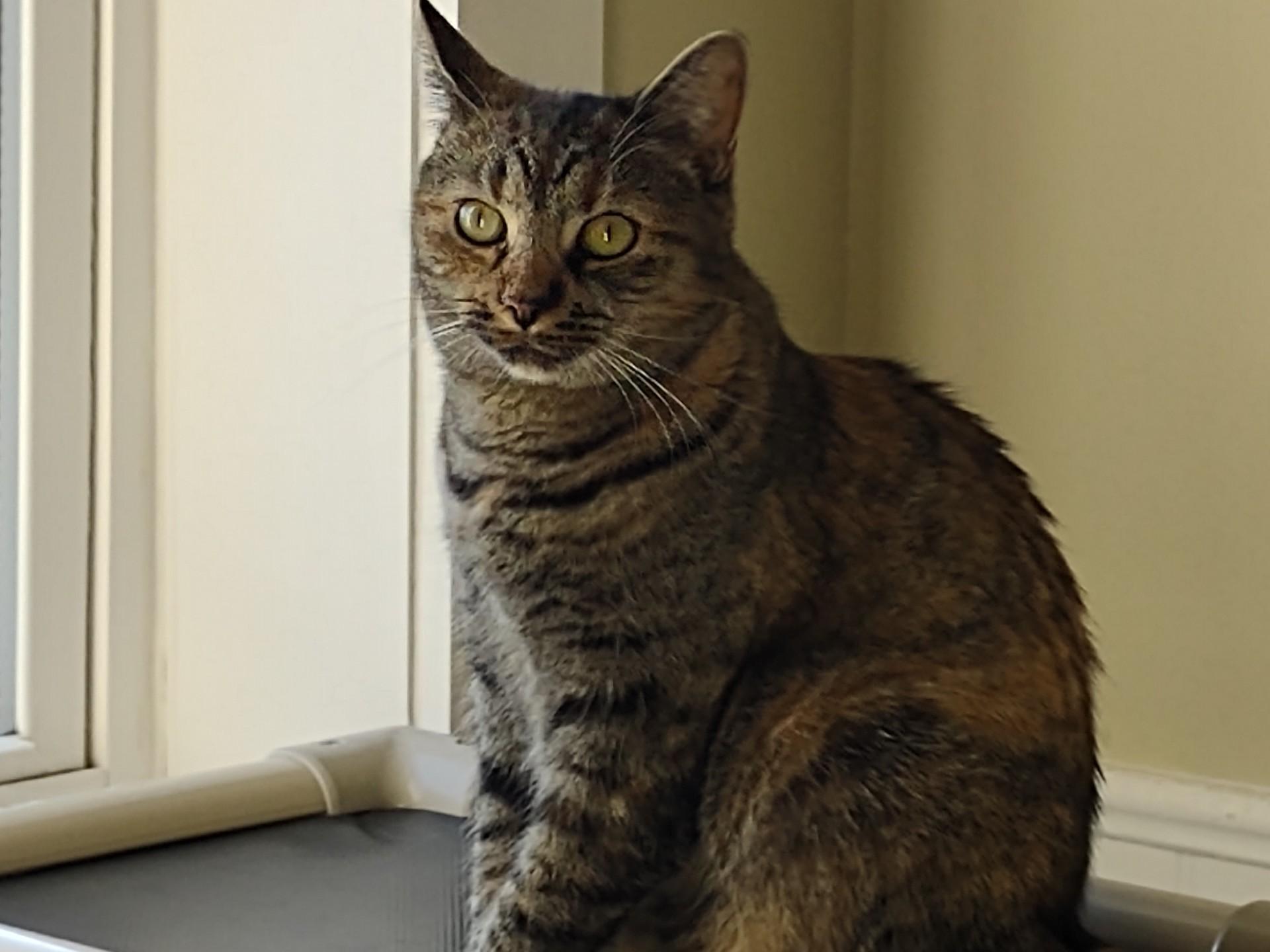 Braveera, Adoptable, Kitten Female Torbie & Domestic Short Hair.