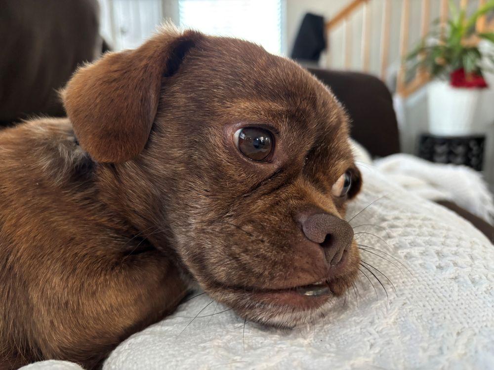 Enlarge Baxter, a ADOPTABLE mixed breed in Barrington, IL image 3/6