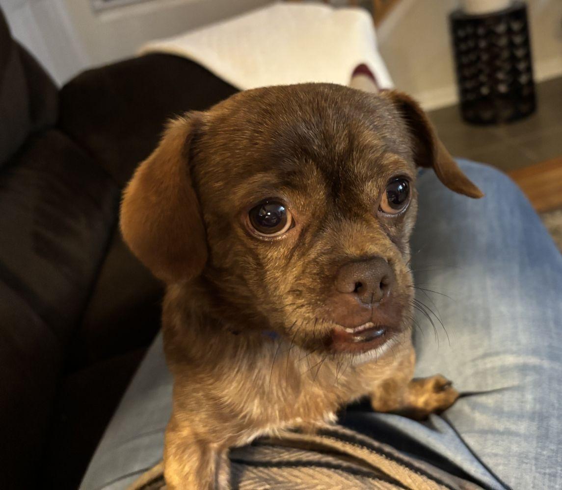 Enlarge Baxter, a ADOPTABLE mixed breed in Barrington, IL image 1/6