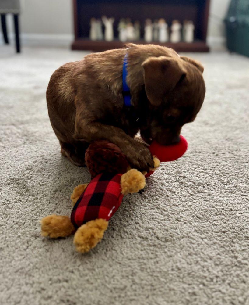 Enlarge Baxter, a ADOPTABLE mixed breed in Barrington, IL image 5/6