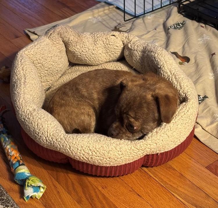 Enlarge Baxter, a ADOPTABLE mixed breed in Barrington, IL image 2/6