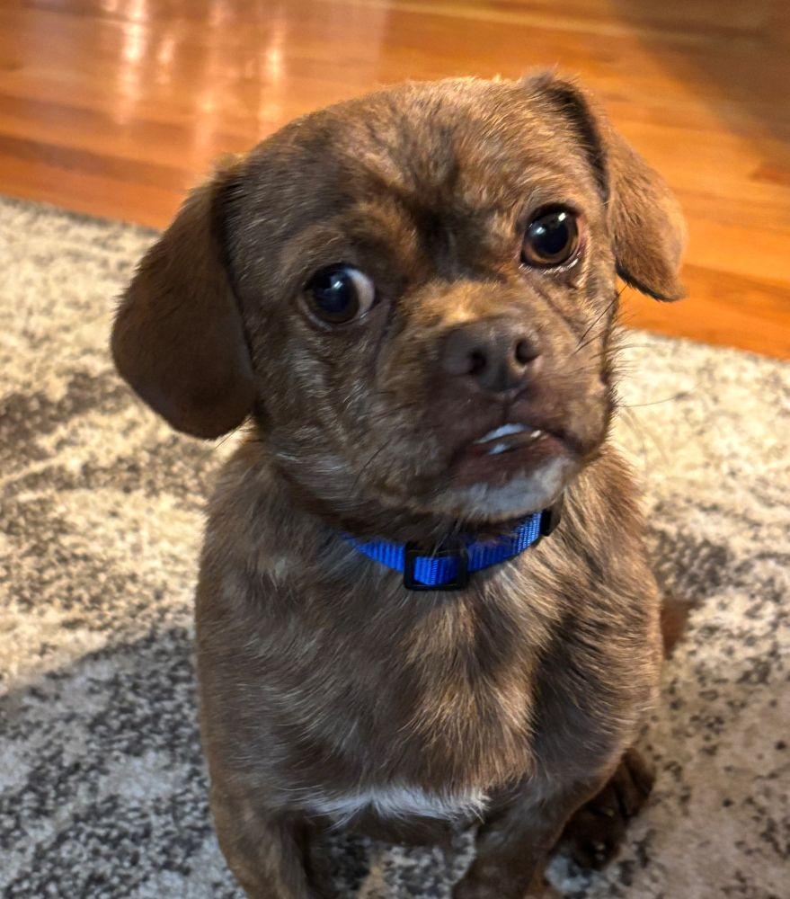 Enlarge Baxter, a ADOPTABLE mixed breed in Barrington, IL image 6/6