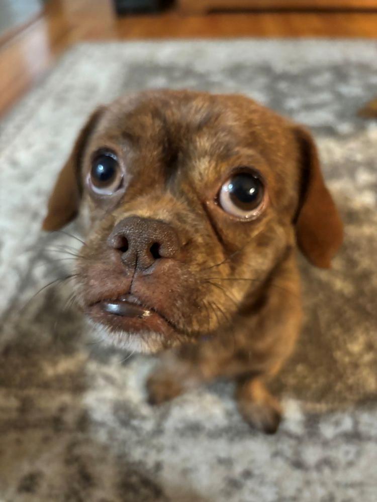 Enlarge Baxter, a ADOPTABLE mixed breed in Barrington, IL image 4/6