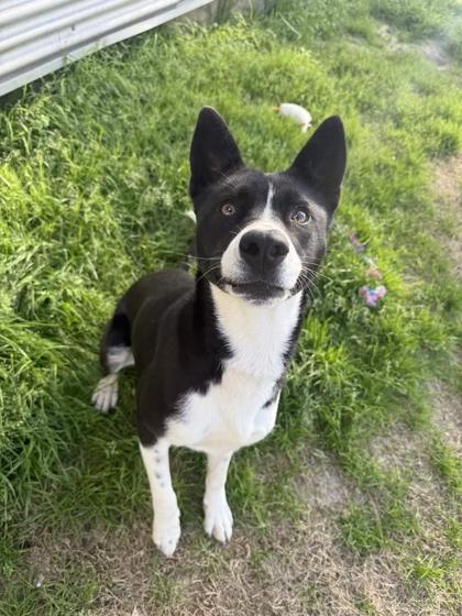 Shelby, a Adoptable mixed breed in Memphis, TN image 2/3