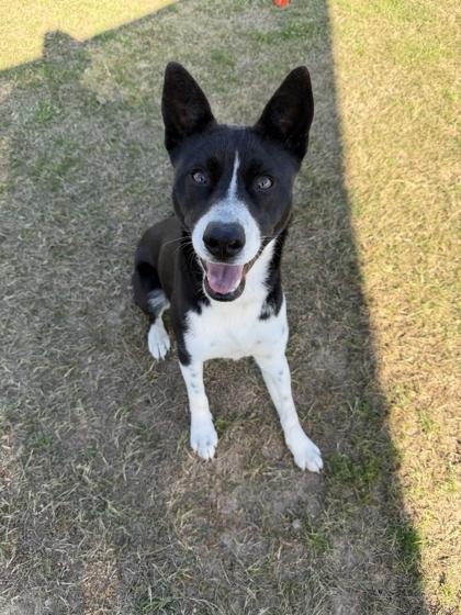 Enlarge Shelby, a Adoptable mixed breed in Memphis, TN image 2/3