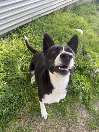 Enlarge Shelby, a Adoptable mixed breed in Memphis, TN image 3/3