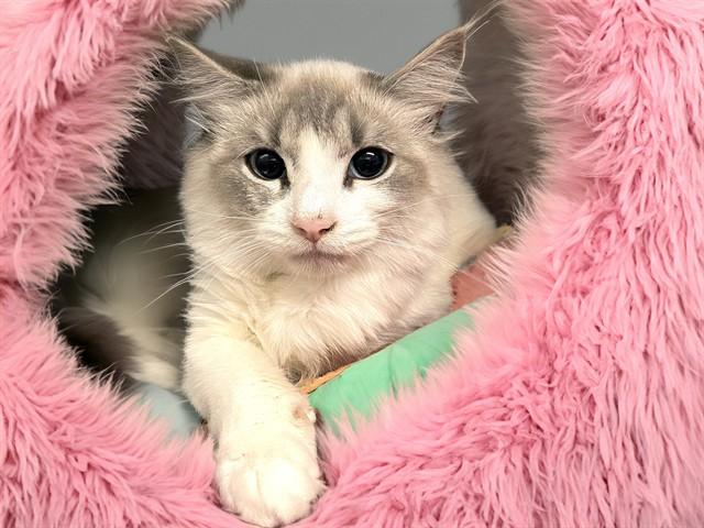 MULAN, Adoptable, Young Female Domestic Short Hair.