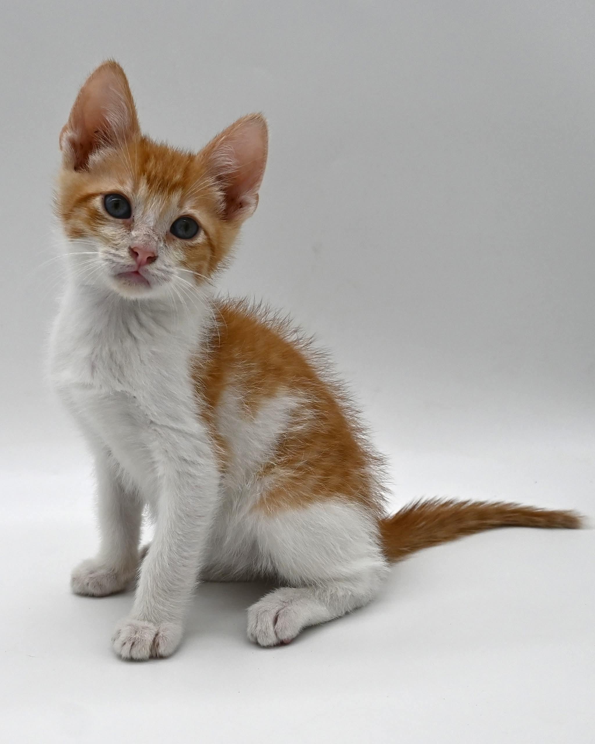 Enlarge Bruce (So Sweet), an adopted mixed breed in Mt laurel Township, NJ image 1/5