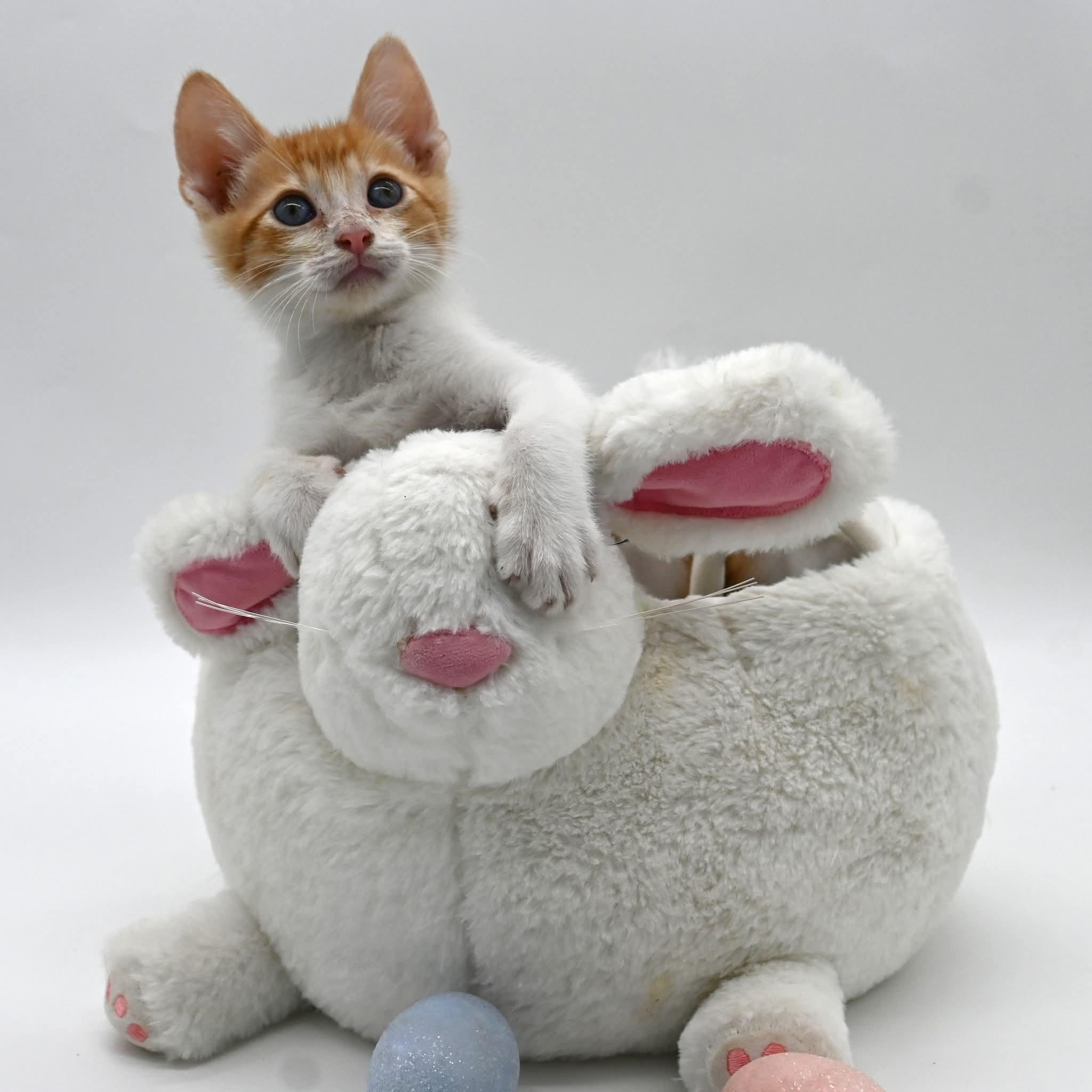 Enlarge Bruce (So Sweet), an adopted mixed breed in Mt laurel Township, NJ image 2/5