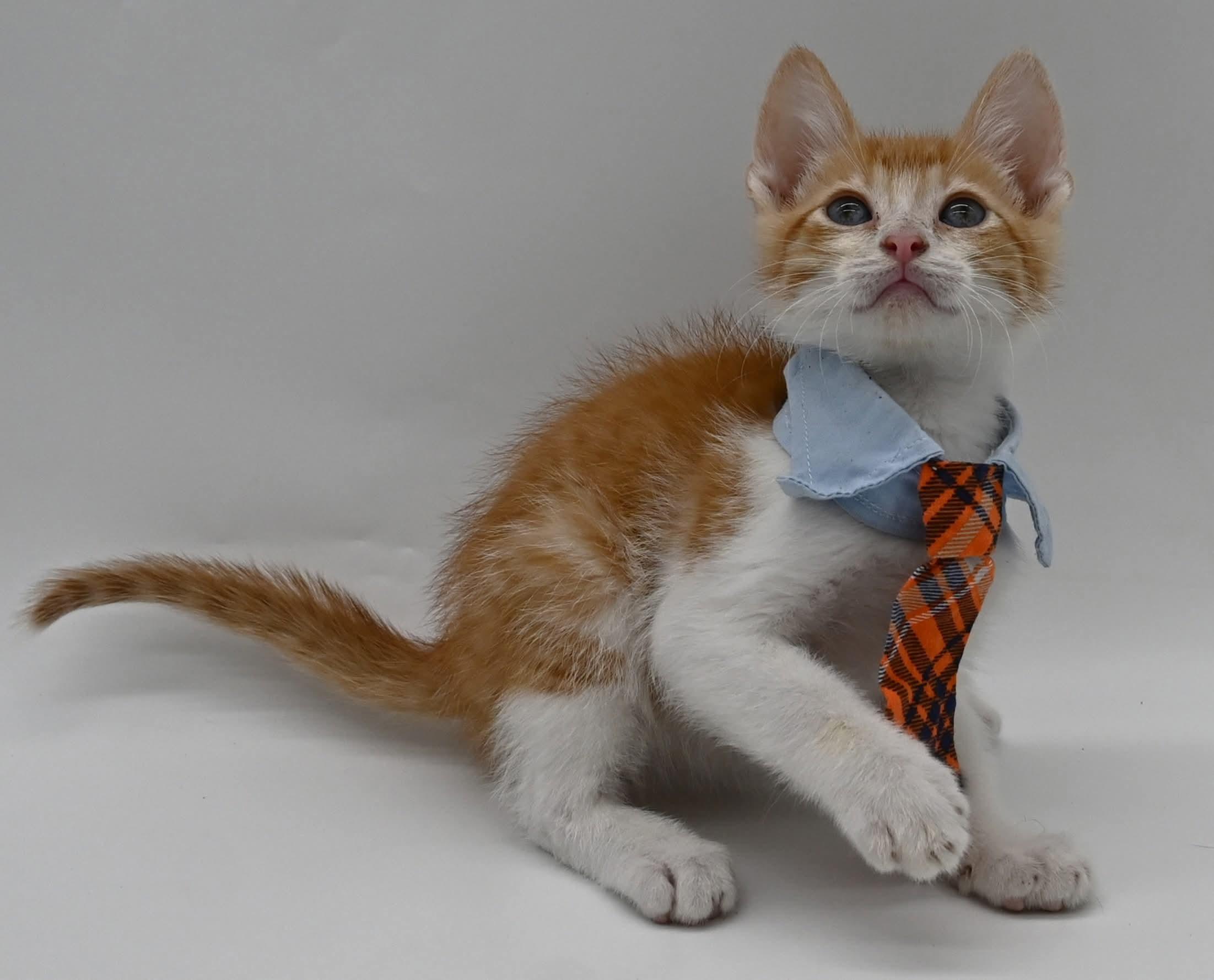 Enlarge Bruce (So Sweet), an adopted mixed breed in Mt laurel Township, NJ image 5/5