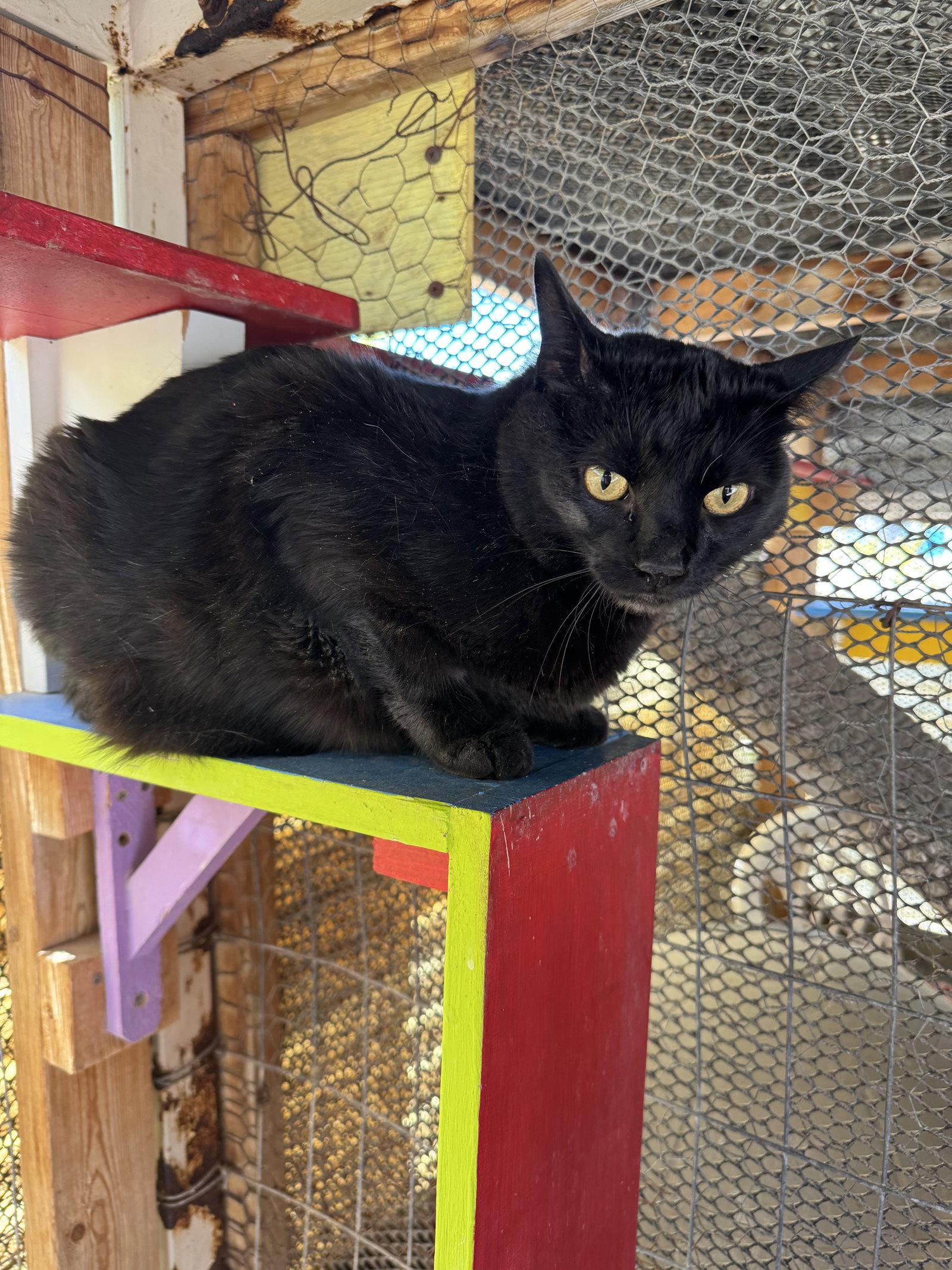 Enlarge Pablo, a Adoptable Domestic Short Hair in Williamsburg, NM image 2/3