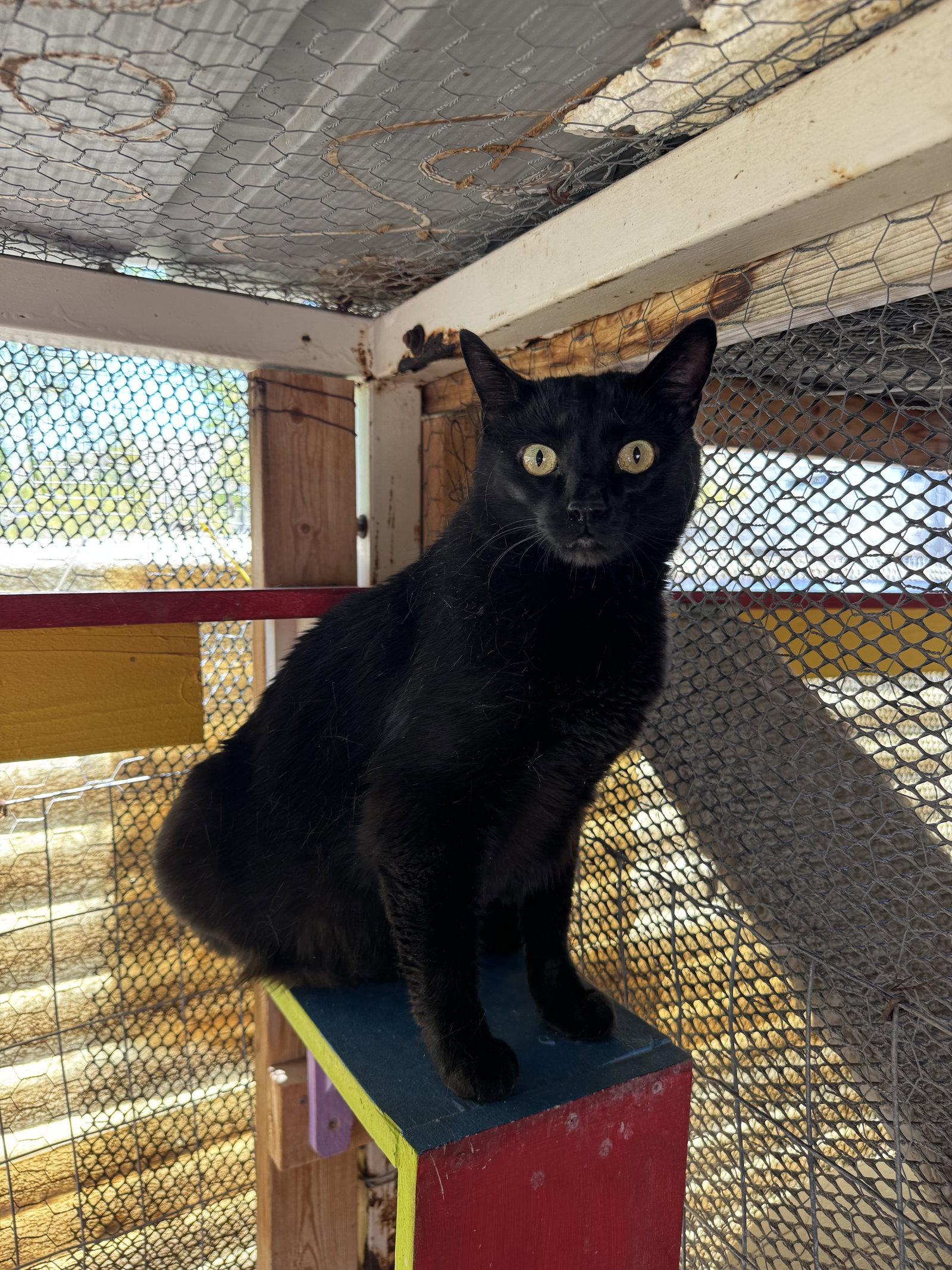 Enlarge Pablo, a Adoptable Domestic Short Hair in Williamsburg, NM image 3/3