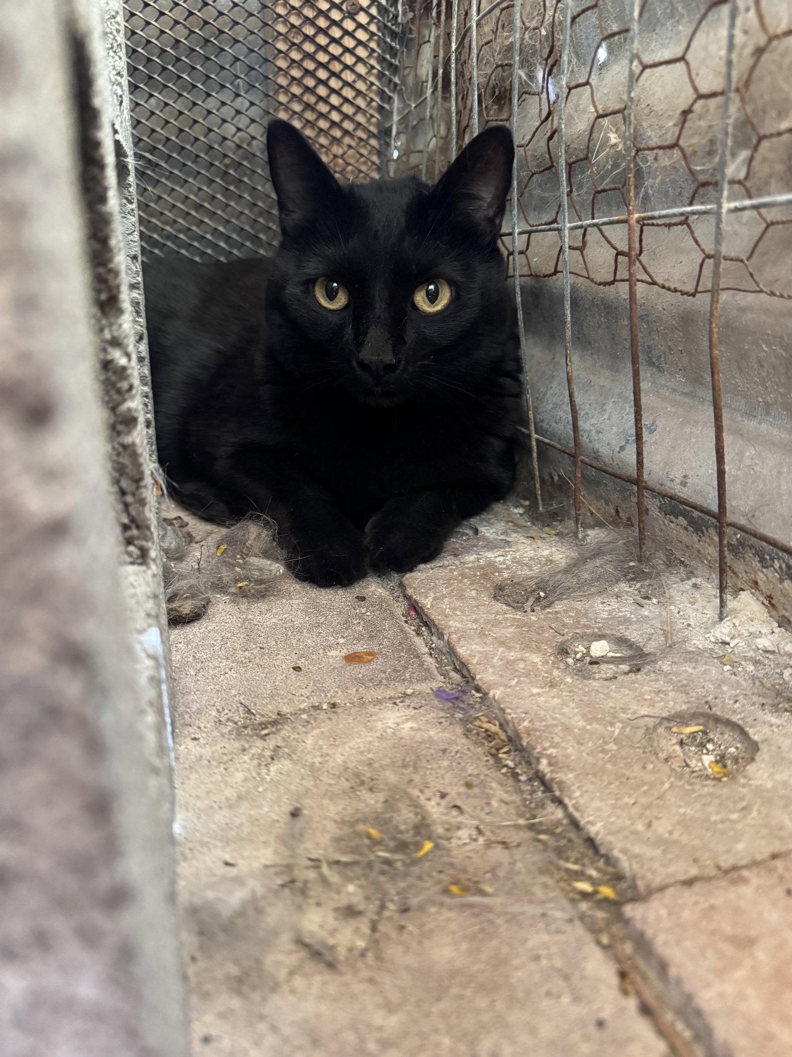 Pablo, Adoptable, Adult Male Domestic Short Hair.