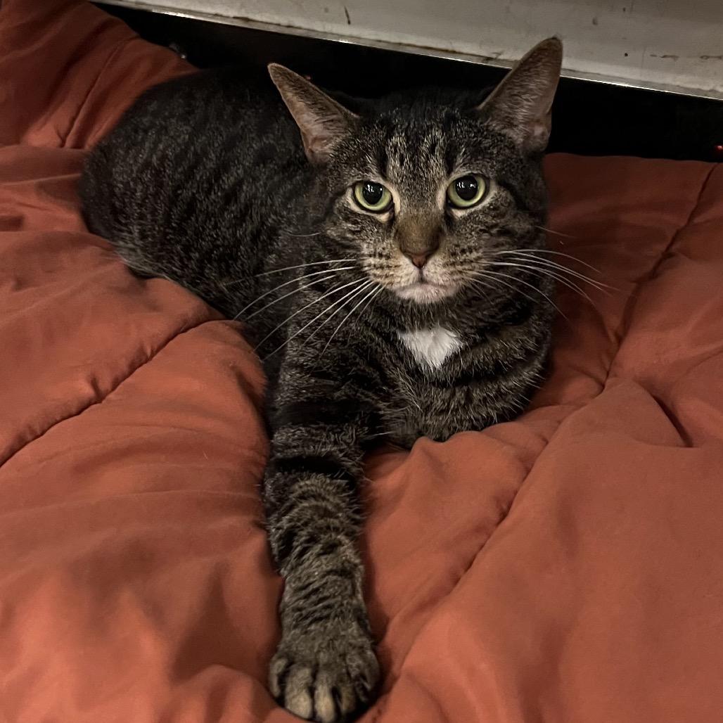 Acacia, Adoptable, Adult Female Domestic Short Hair.