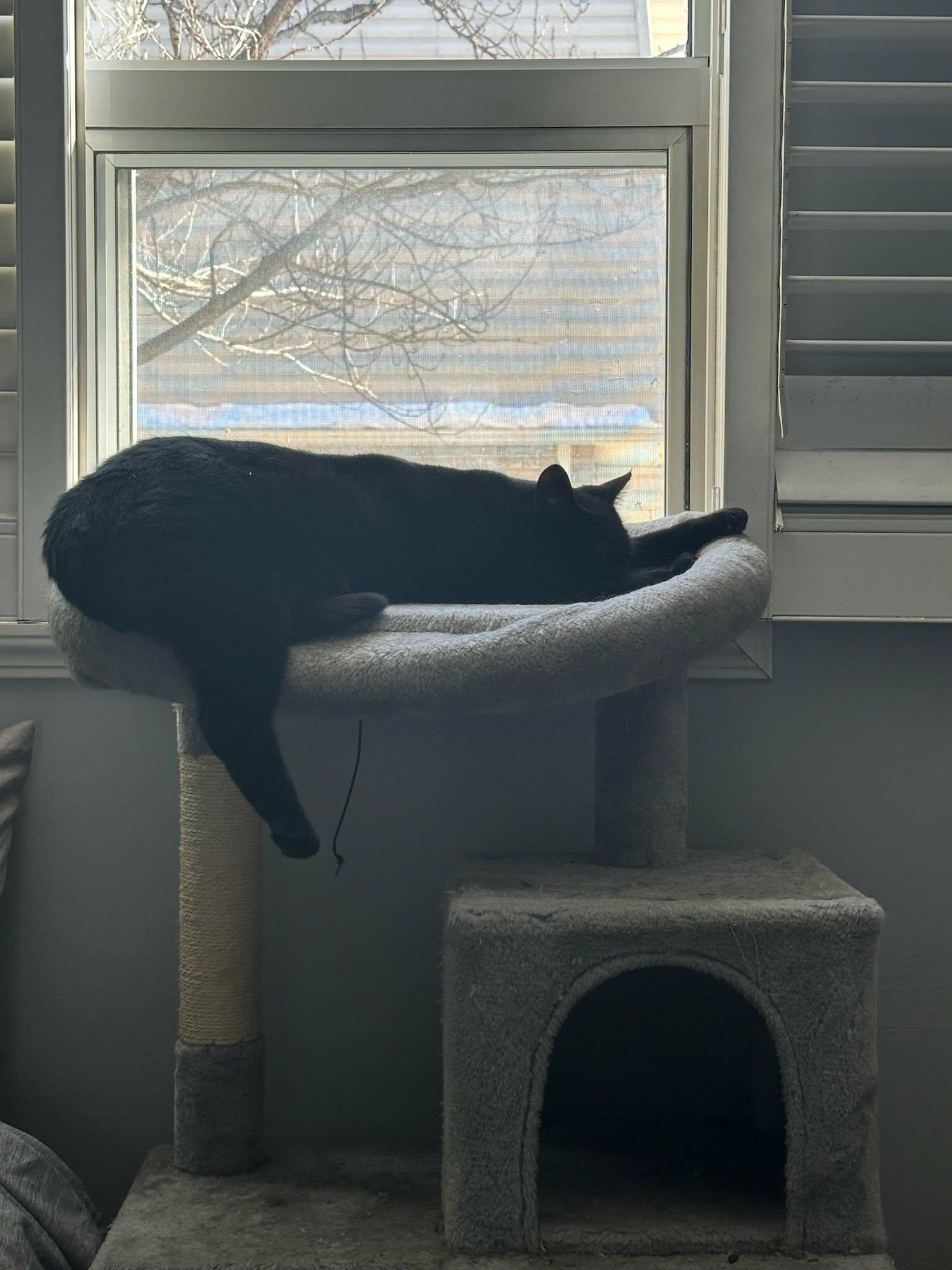 Enlarge Dolly, a ADOPTABLE Domestic Short Hair in Brantford, ON image 3/3