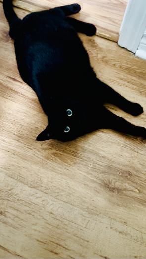 Enlarge Dolly, a ADOPTABLE Domestic Short Hair in Brantford, ON image 2/3