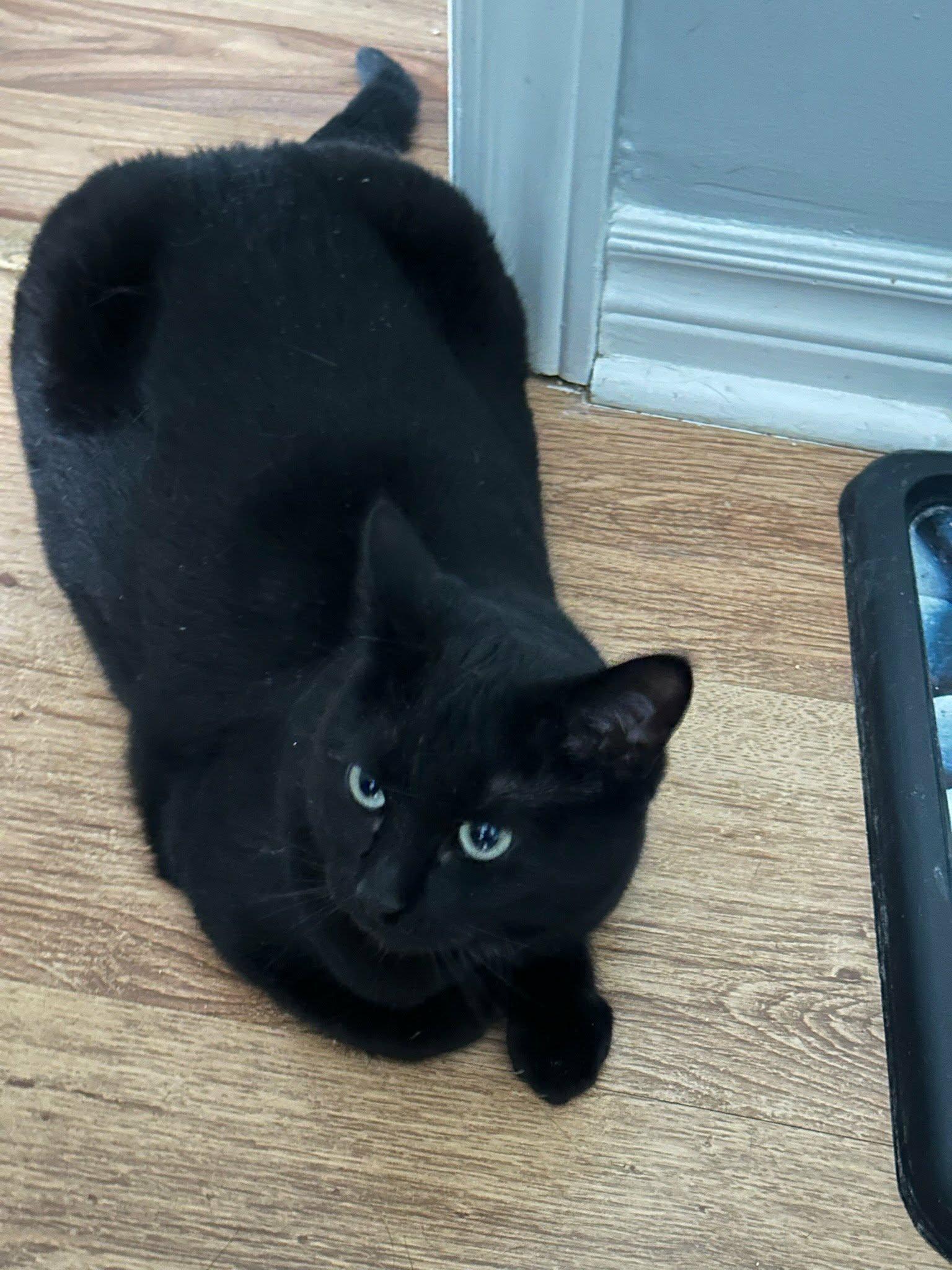 Dolly, ADOPTABLE, Adult Female Domestic Short Hair.