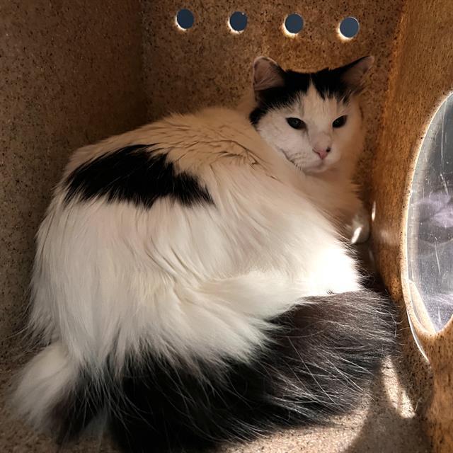 MININIA, Adoptable, Senior Female Domestic Long Hair.