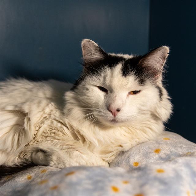 MININIA, Adoptable, Senior Female Domestic Long Hair.