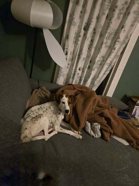 Alkaline, Adoptable, Adult Female Hound.