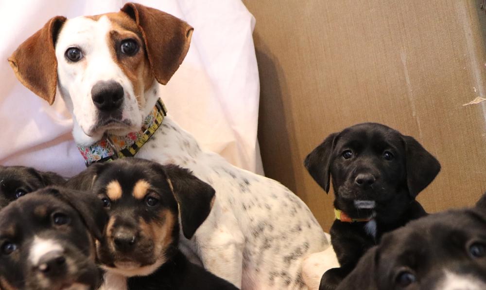 Enlarge Alkaline, a Adoptable mixed breed in Waunakee, WI image 2/3