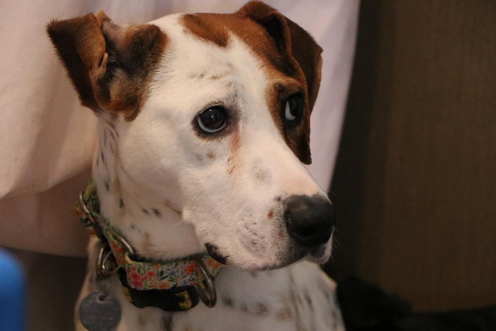 Enlarge Alkaline, a Adoptable mixed breed in Waunakee, WI image 3/3