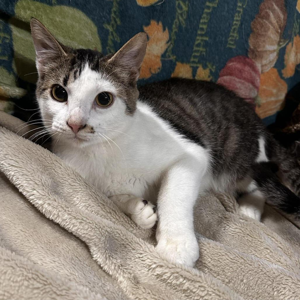 Potato, Adoptable, Young Male Domestic Short Hair.