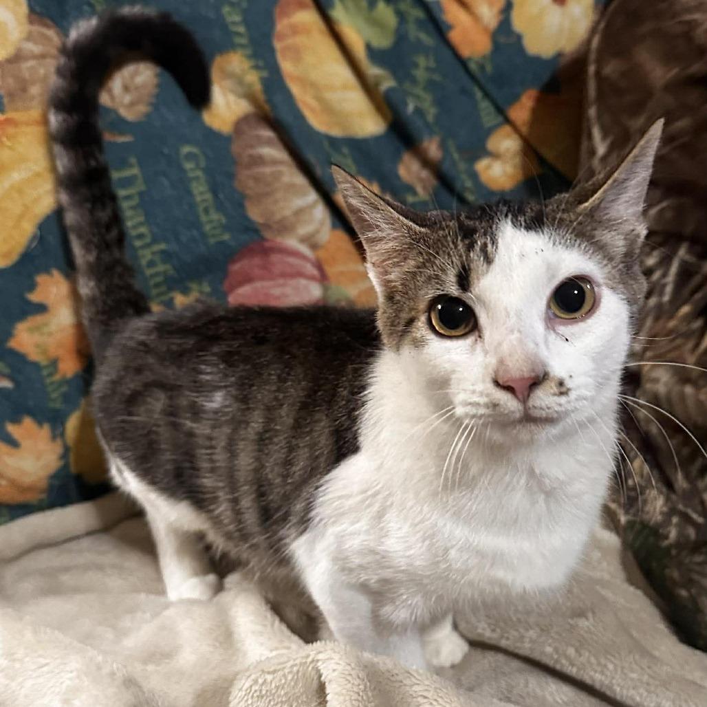 Enlarge Potato, a Adoptable Domestic Short Hair in Port Neches, TX image 2/3