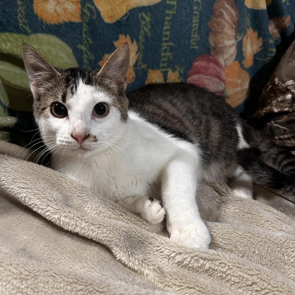 Enlarge Potato, a Adoptable Domestic Short Hair in Port Neches, TX image 3/3