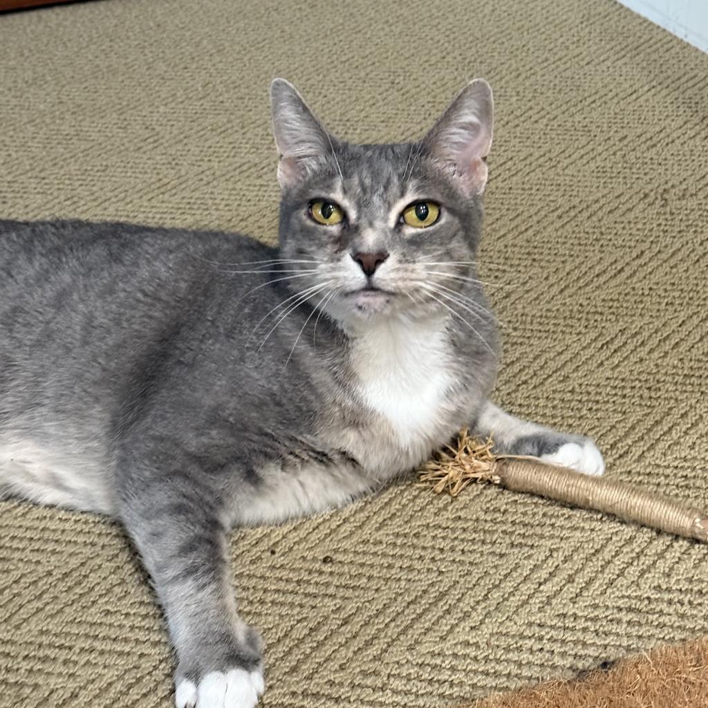 Enlarge Marina, a Adoptable Domestic Short Hair in Freeport, FL image 1/5