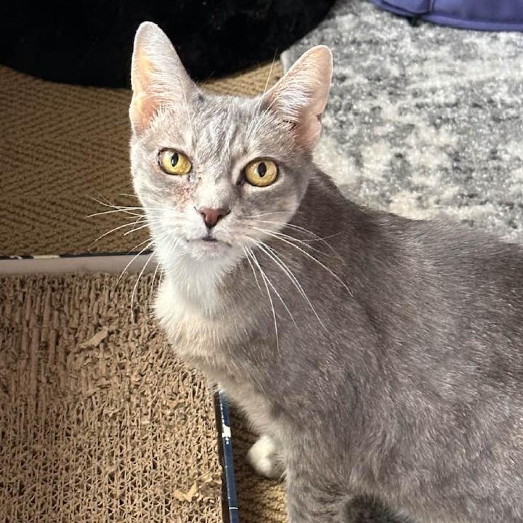 Marina, a Adoptable Domestic Short Hair in Freeport, FL image 1/5