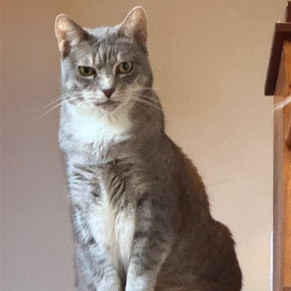 Marina, a Adoptable Domestic Short Hair in Freeport, FL image 2/5